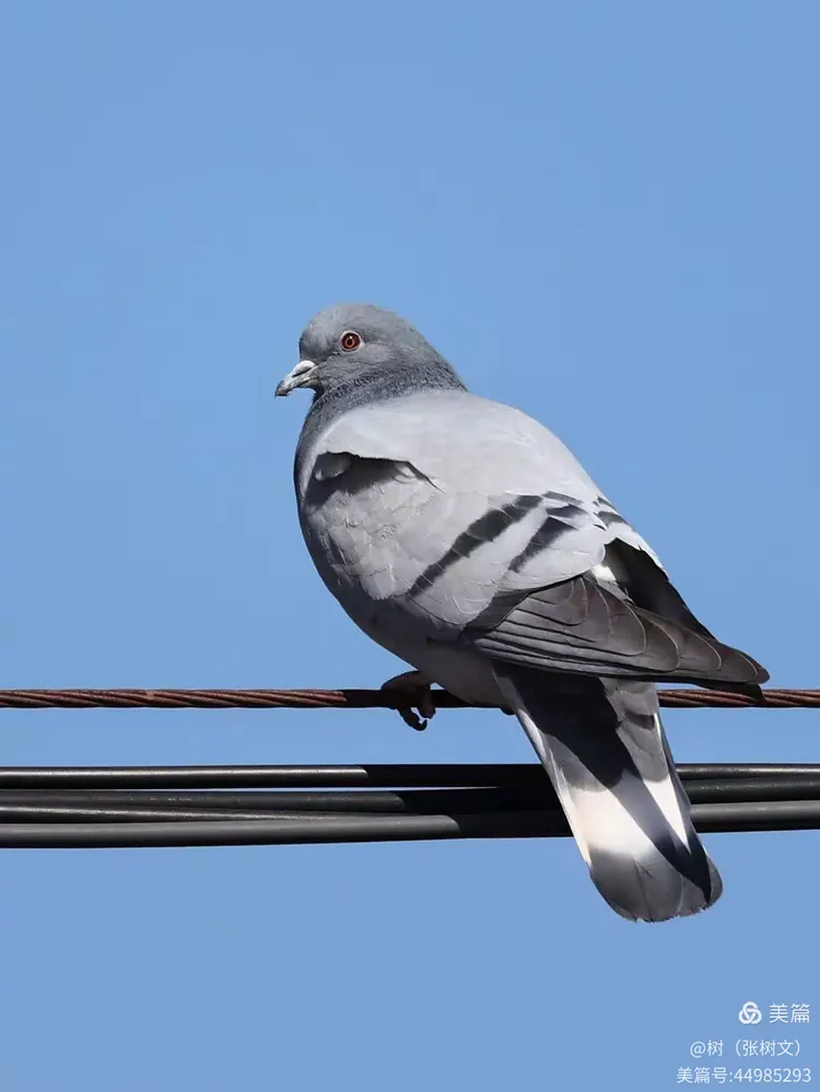 岩鸽(24——鸟——192)